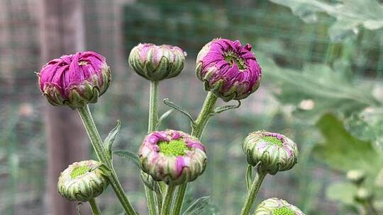 紫色菊花花蕾视频素材模板下载