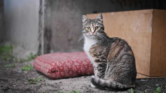 流浪猫在城市废墟中移动