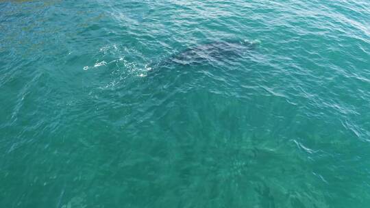 蓝色大海里活动的鲸鱼