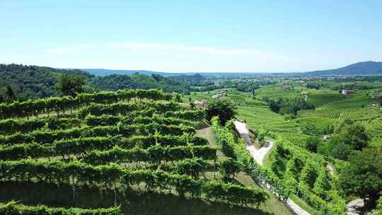 在一个阳光明媚的夏日，意大利有乡村房屋的葡萄园。无人机拍摄的绿色山丘