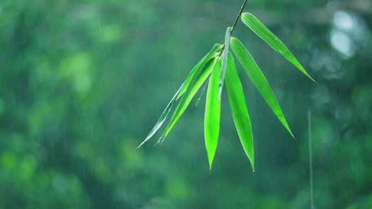 竹林下雨