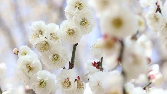 唯美春天开花桃花白色梅花白梅蜜蜂