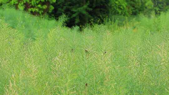 春天油菜地里油菜籽上的野鸟