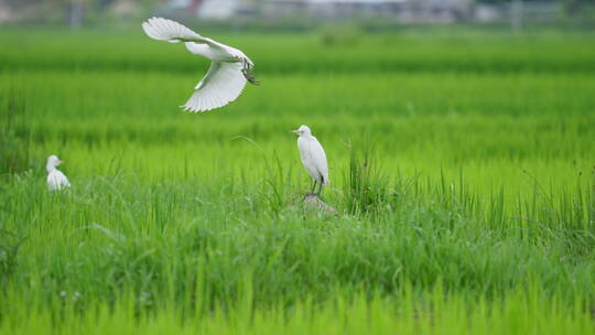 夏天绿色稻田里的白鹭
