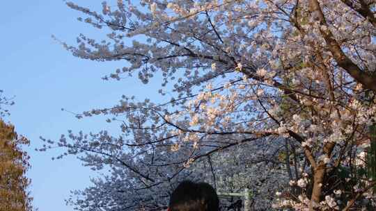 南京市玄武区玄武湖景区古鸡鸣寺游客观赏樱