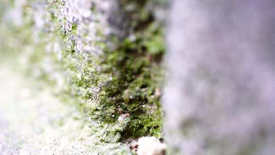 树干苔藓微距画面