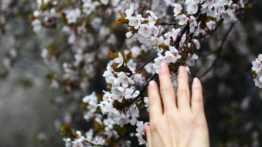 春天下雨天打伞赏花赏梨花踏春