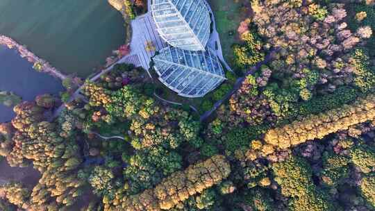 南京秋天 前湖公园 秋天 植物博物馆