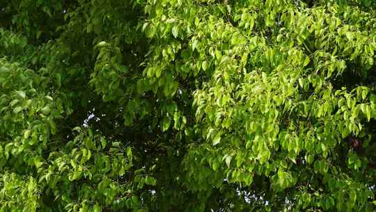 绿叶树木香樟树阳光清新