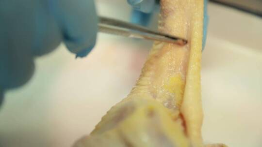 【镜头合集】禽类鸡肉白羽鸡皮下淋巴腺视频素材模板下载