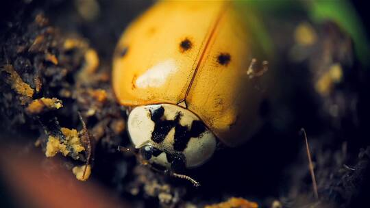 亚洲瓢虫在薄荷植物花盆里的宏观镜头