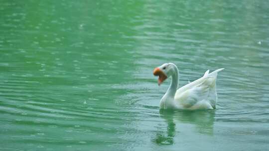 下雨水中游动的白鹅和鸭子