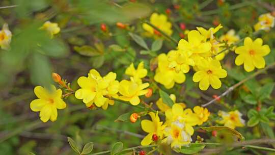 早春迎春花清明花小黄花花簇花瓣花蕊花朵