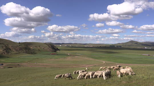 蓝天白云下牧场山坡上吃草的羊群