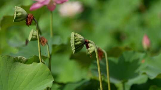 荷花 莲花 夏天