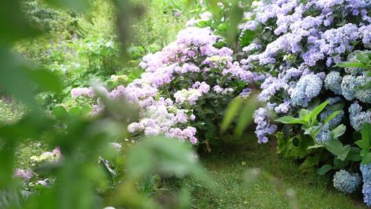 【精品】绣球花花语植物园