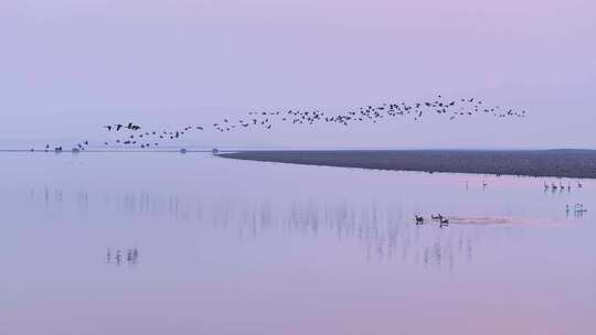 大雁群飞 鄱阳湖候鸟