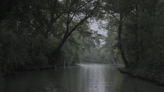 杭州西溪湿地水上森林树木花草自然风光