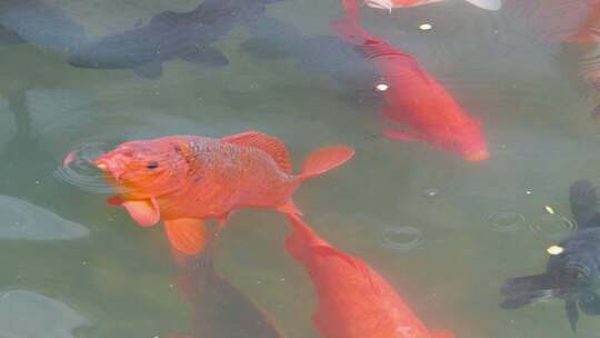 红色锦鲤食趣饵料 升格镜头特写捕食瞬间