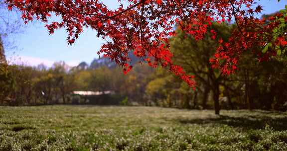 杭州九溪烟树茶园红枫红叶唯美秋景