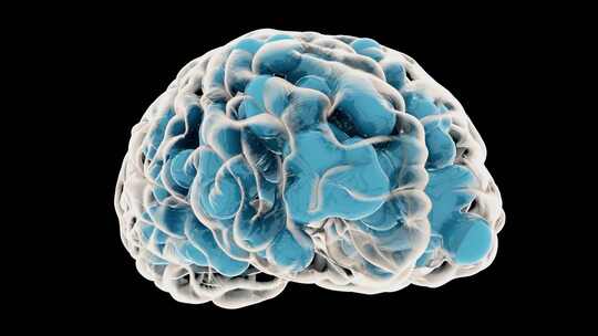 大脑 解剖学 神经
