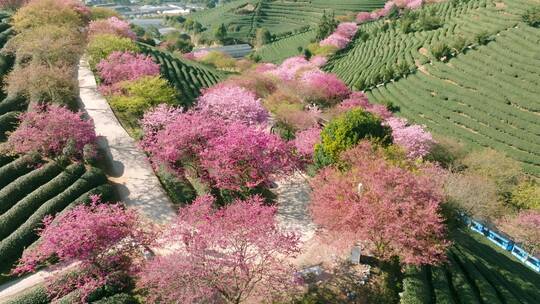 浙江湖州春日梅花梅园铁佛寺近景