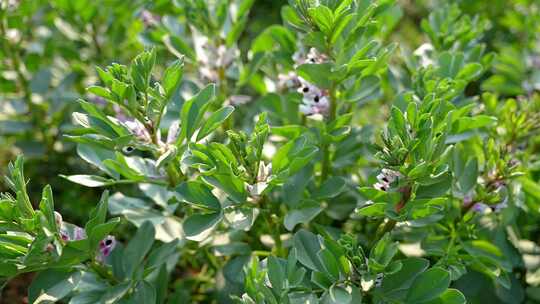 相机高清摄农村菜田蚕豆花开