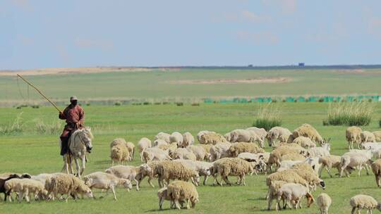 呼伦贝尔草原上的羊群