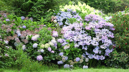 花园花海鲜花绣球花夏季夏天