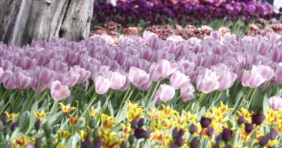 荷兰郁金香 中山公园 春天赏花 花圃 球根