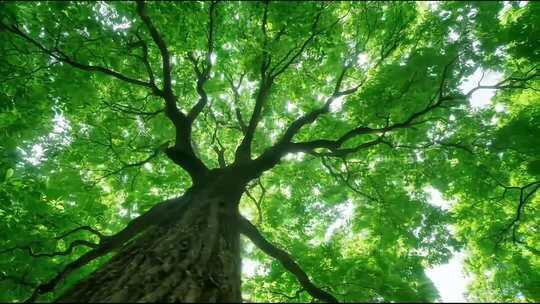 阳光下的参天古树合集