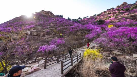 大珠山杜鹃花延时