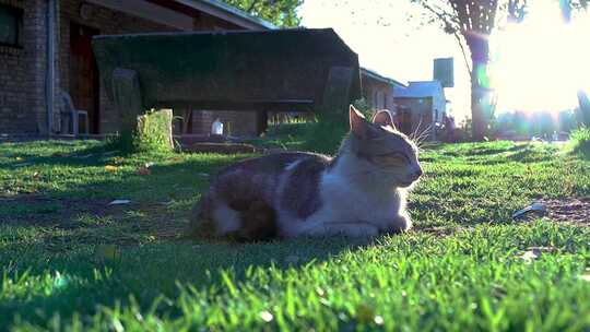 日落时分，一只昏昏欲睡的家猫安静地躺在草