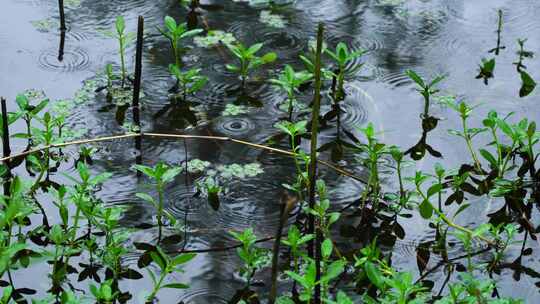 雨水落在绿色树影的池塘里泛起波纹和涟漪