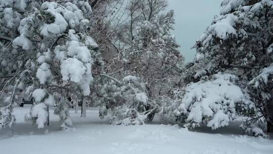 被风吹过的树枝上的大雪