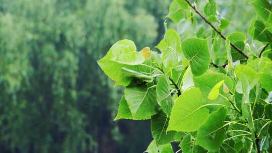 4K雨中的杨树树叶