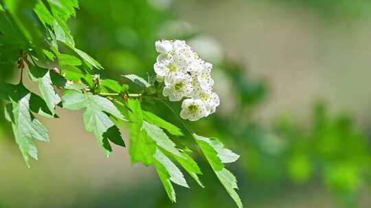 春天阳光下生长盛开白花的山楂树与蜜蜂采蜜