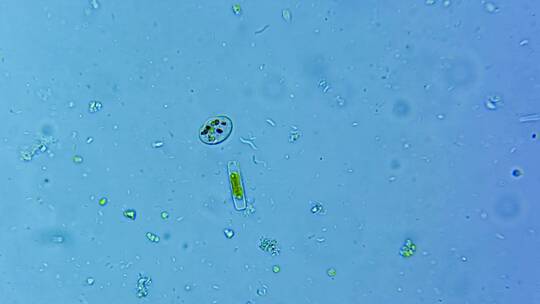 微生物硅藻细菌单细胞原生生物 4视频素材模板下载