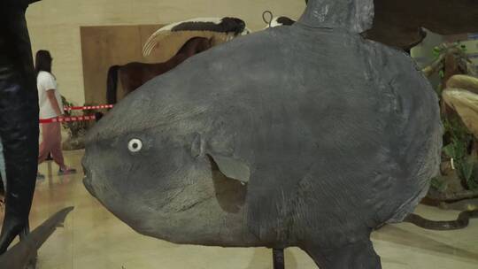 翻车鱼深海鱼类标本模型视频素材模板下载