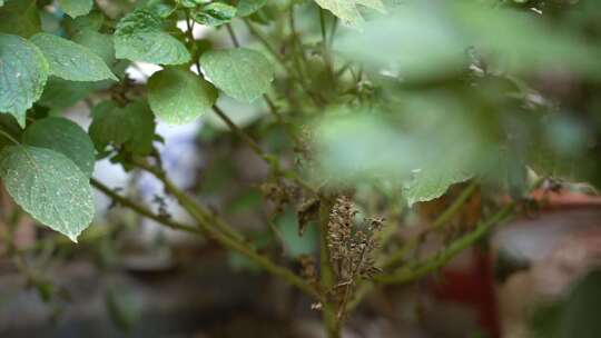 紫苏属 观赏 植物 草本植物 植物 绿植 紫苏