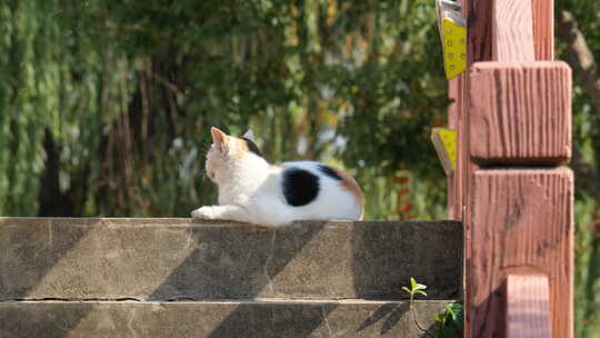 春天公园里流浪猫花猫休息