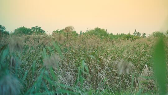 芦苇荡黄昏空境