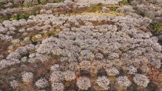 中国广东省广州市从化区广州流溪东星村梅花