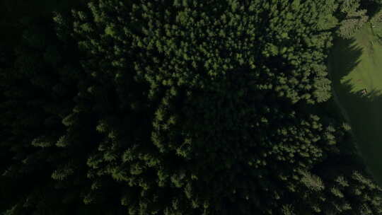 鸟瞰茂密的森林和高大的绿树视频素材模板下载