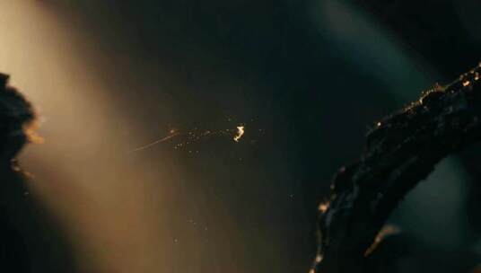 微距特写自然光影素材