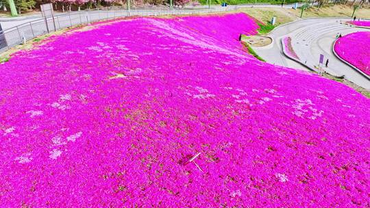 航拍-青岛世博园鲜花大道