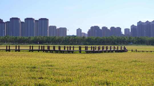 航拍 天津 小站稻 水稻 大米 生态农业 三农