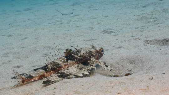 飞行Gurnard，海洋，水下，海底