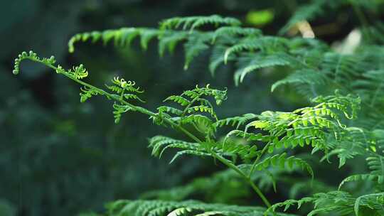 阳光照射下的森林绿色蕨类植物叶子特写