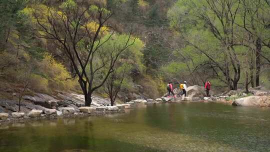 春雨滋润，泰山彩石溪桃花盛开视频素材模板下载